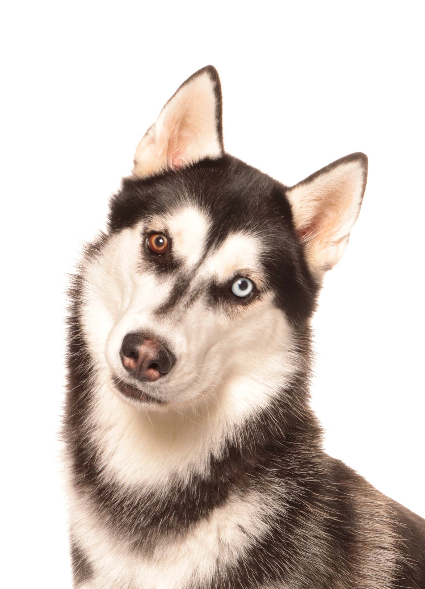 Salto a rejoint le concours — aidez-le/la à gagner de superbes lots ! canidae, canis, carnivore, dog, dog_breed, eye, fur, head, iris, jaw, monochrome_photography, siberian_husky, sled_dog, snout, sporting_group, terrestrial_animal, whiskers, wildlife, wolf, working_dog