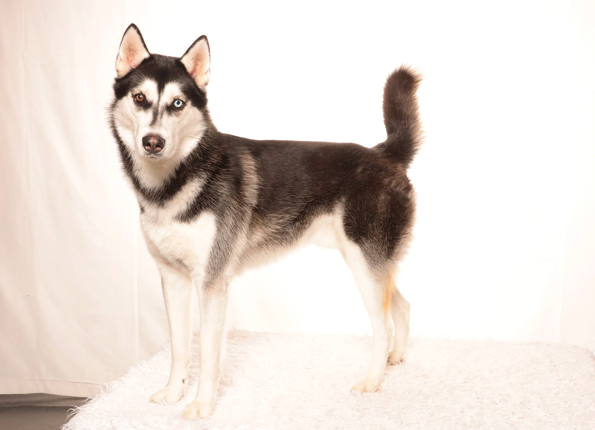 Salto participe au concours pour gagner de l'argent avec cette photo : ancient_dog_breeds, art, canidae, canis, carnivore, dog, dog_breed, fur, siberian_husky, sled_dog, snout, sporting_group, tail, working_animal, working_dog