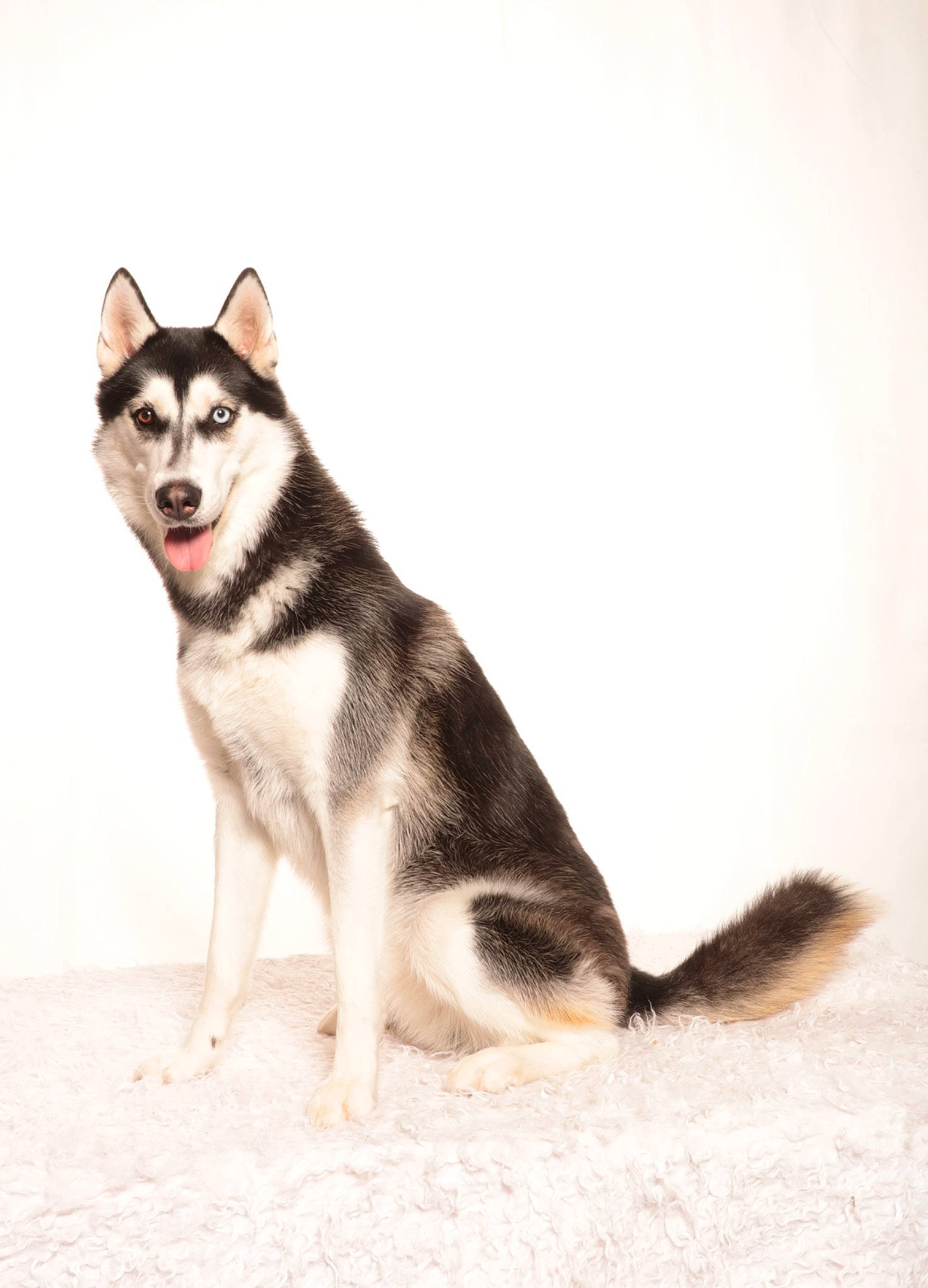 Salto a rejoint le concours — aidez-le/la à gagner de superbes lots ! ancient_dog_breeds, art, canidae, canis, carnivore, dog, dog_breed, fur, sled_dog, snout, tail, terrestrial_animal, whiskers, wildlife, working_dog