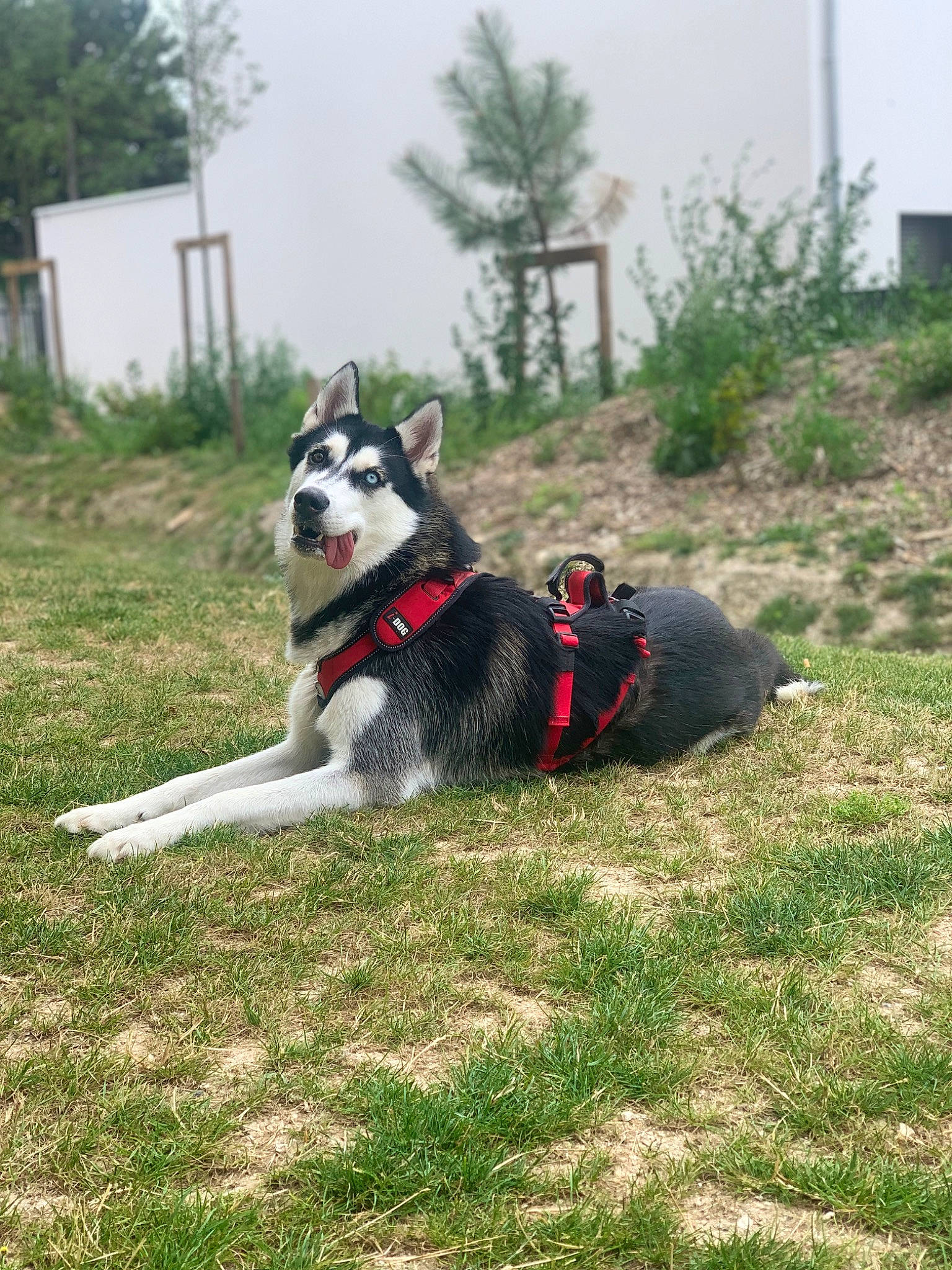 Salto participe au concours pour gagner de l'argent avec cette photo : carmine, carnivore, collar, companion_dog, dog, dog_breed, dog_collar, dog_supply, fashion_accessory, grass, leash, non_sporting_group, palm_tree, plant, recreation, sky, tail, tree, working_animal, working_dog