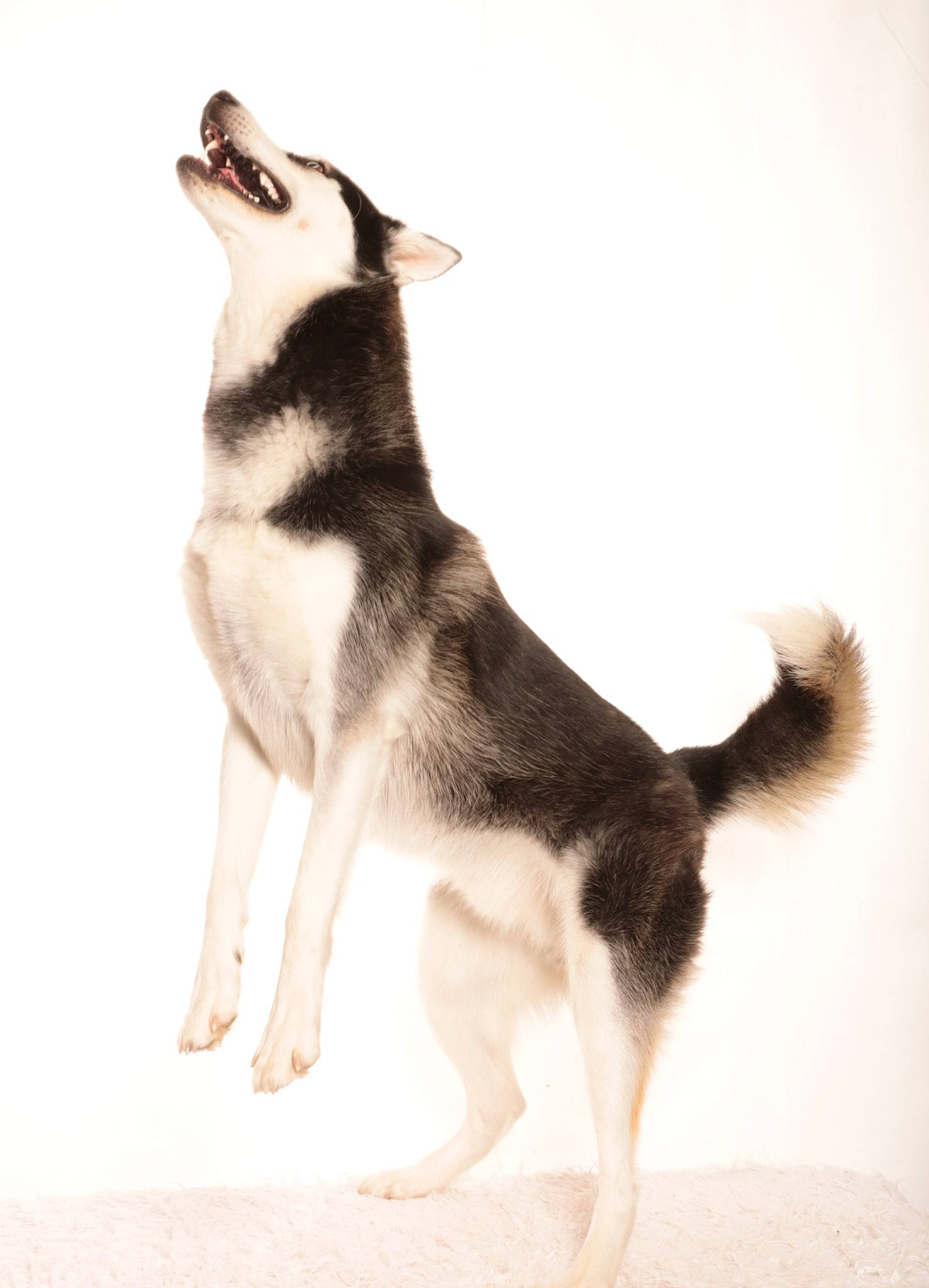 Salto a rejoint le concours — aidez-le/la à gagner de superbes lots ! ancient_dog_breeds, art, canidae, carnivore, companion_dog, dog, dog_breed, fur, paw, snout, sporting_group, tail, terrestrial_animal, working_animal, working_dog