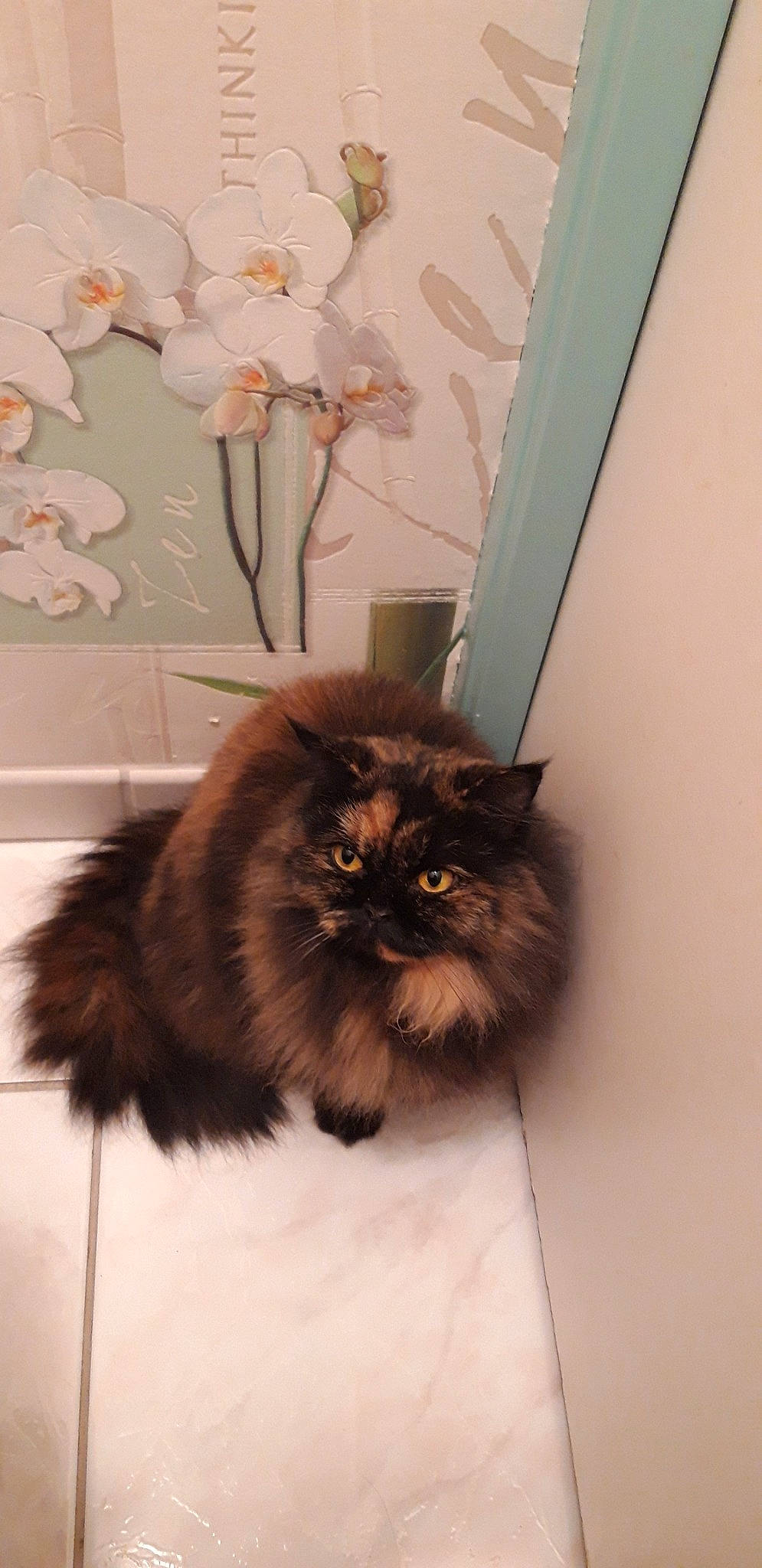 Ines Du Clos Des Capucines participe au concours pour gagner de l'argent avec cette photo : asian_semi_longhair, british_longhair, british_semi_longhair, carnivore, cat, domestic_long_haired_cat, fawn, felidae, fur, himalayan, kitten, maine_coon, mammal, napoleon_cat, norwegian_forest_cat, persian, ragamuffin, small_to_medium_sized_cats, tail, whiskers