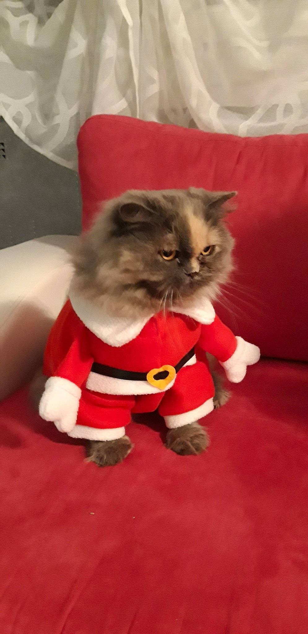 Flavie De La Cour Du Roi a rejoint le concours — aidez-le/la à gagner de superbes lots ! british_longhair, carnivore, cat, felidae, fur, himalayan, kitten, mammal, norwegian_forest_cat, persian, small_to_medium_sized_cats, whiskers