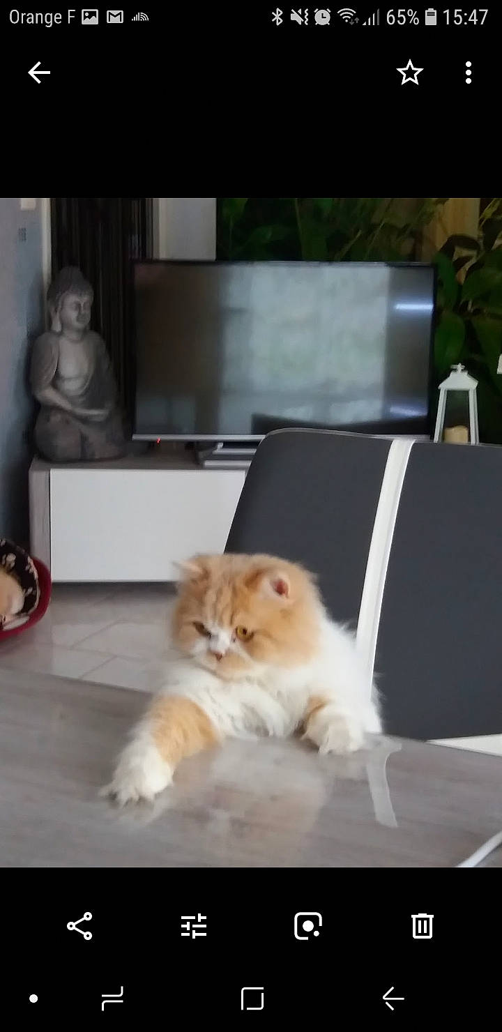 Topaze participe au concours pour gagner de l'argent avec cette photo : american_curl, british_longhair, british_semi_longhair, carnivore, cat, fawn, felidae, floor, fur, kitten, mammal, munchkin, napoleon_cat, norwegian_forest_cat, paw, persian, ragamuffin, small_to_medium_sized_cats, whiskers