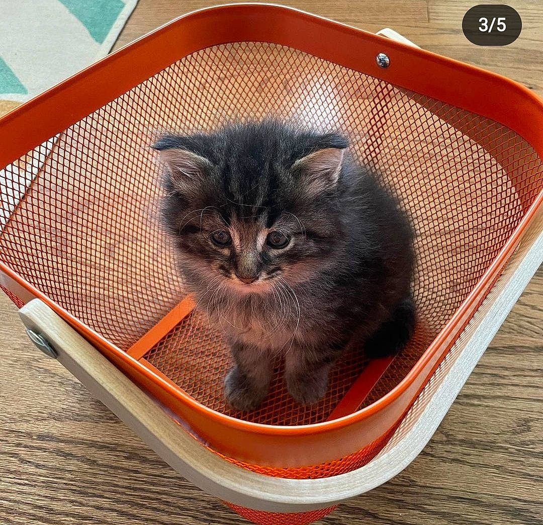 Basil is registered to the contest to win money with this photo: animal_shelter, basket, box, carnivore, cat, cat_supply, comfort, couch, domestic_short_haired_cat, felidae, flowerpot, fur, hardwood, metal, pet_supply, small_to_medium_sized_cats, snout, tail, whiskers, wood