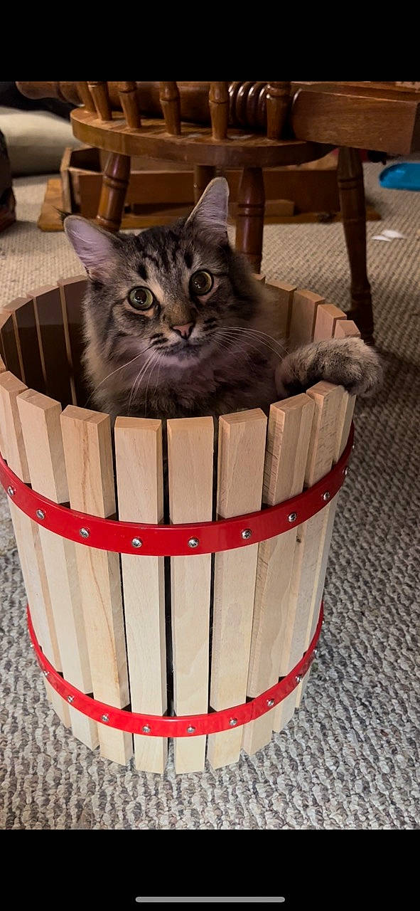 Basil is registered to the contest to win money with this photo: box, bucket, cardboard, carnivore, cat, cat_furniture, cat_supply, domestic_short_haired_cat, felidae, fur, litter_box, packing_materials, pet_supply, small_to_medium_sized_cats, snout, terrestrial_animal, whiskers, wood