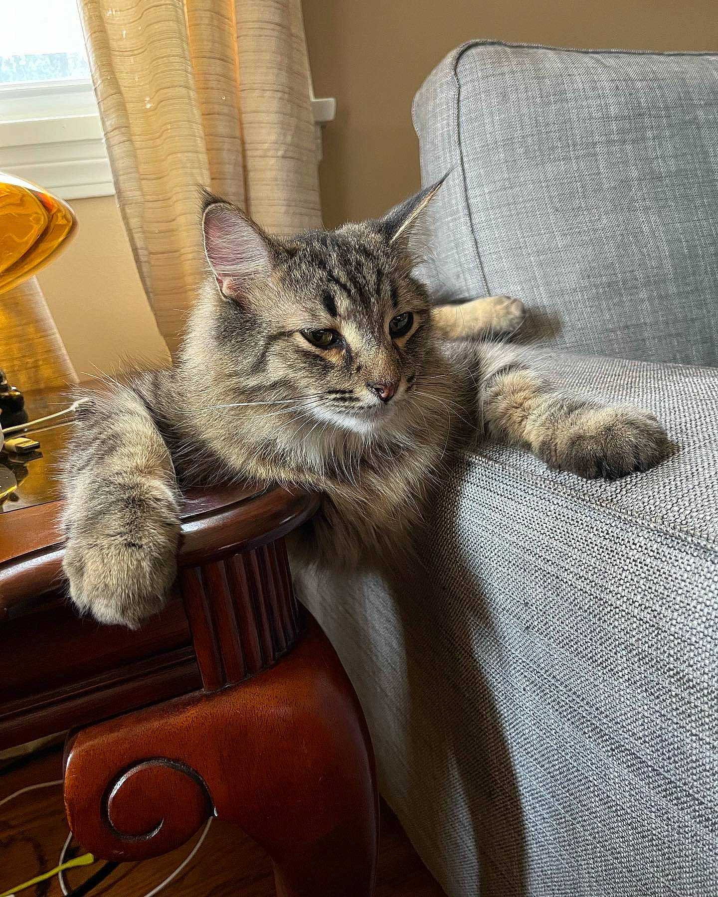 Basil joined the competition — help win amazing prizes! carnivore, cat, chair, claw, comfort, couch, domestic_short_haired_cat, door, felidae, flooring, fur, grey, metal, paw, small_to_medium_sized_cats, snout, tail, whiskers, window, wood