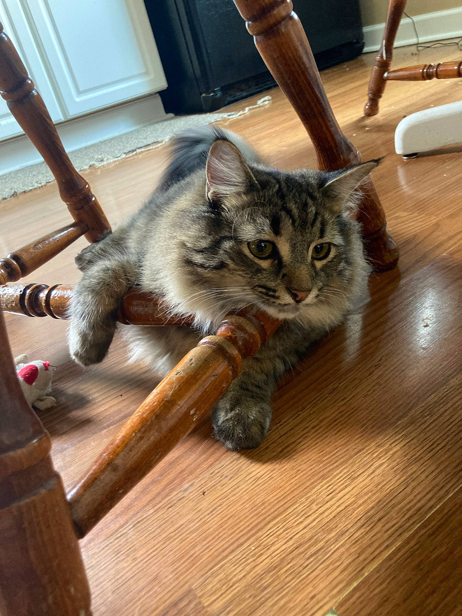 Basil joined the competition — help win amazing prizes! carnivore, cat, chair, comfort, domestic_short_haired_cat, fawn, felidae, floor, flooring, fur, hardwood, laminate_flooring, paw, small_to_medium_sized_cats, snout, tail, whiskers, wood, wood_flooring, wood_stain