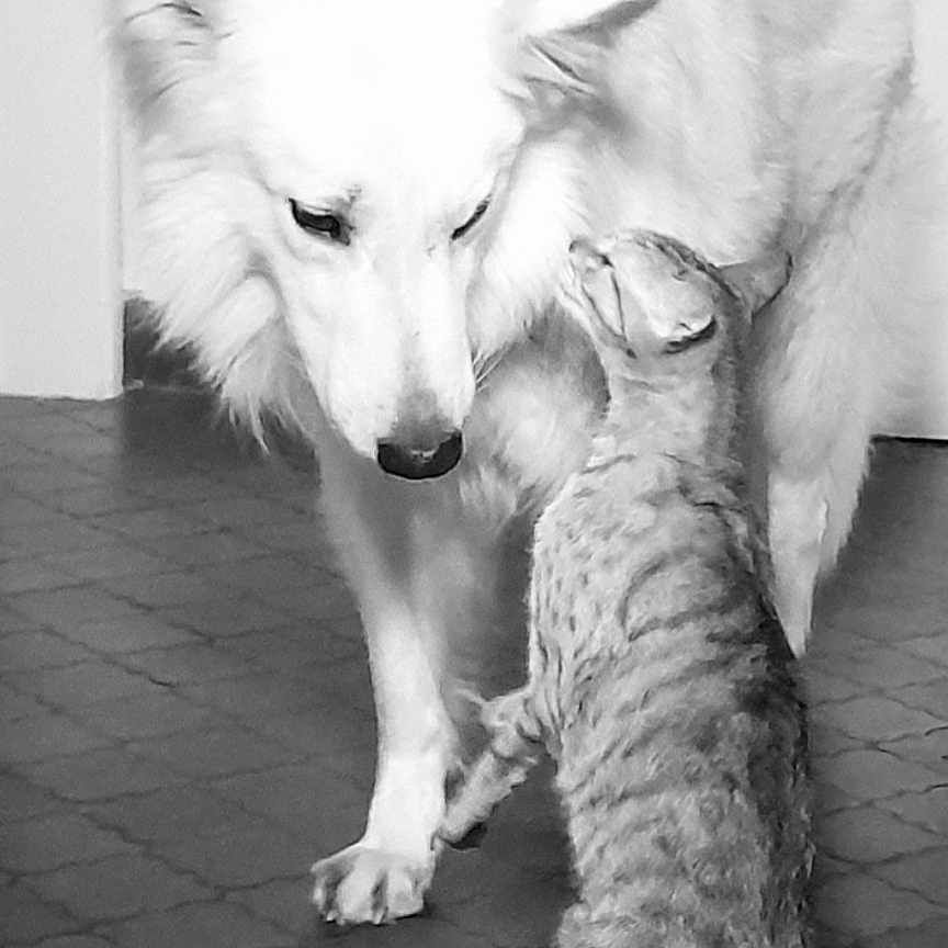 Yokee participe au concours pour gagner de l'argent avec cette photo : abyssinian, angora, animal, canine, cat, dog, eskimodog, face, head, husky, indoors, kitten, machine, person, pet, photography, portrait, puppy, spoke, whitedog