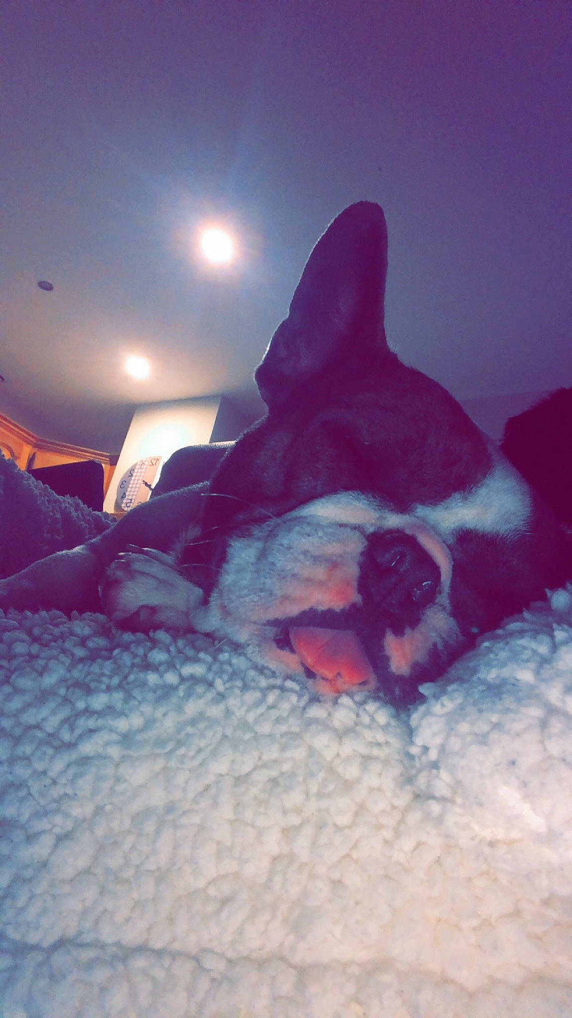 Bouly participe au concours pour gagner de l'argent avec cette photo : bed, canidae, carmine, carnivore, comfort, dog_breed, felidae, freezing, fur, geological_phenomenon, lens_flare, magenta, sky, small_to_medium_sized_cats, snout, snow, sporting_group, tints_and_shades, whiskers, winter