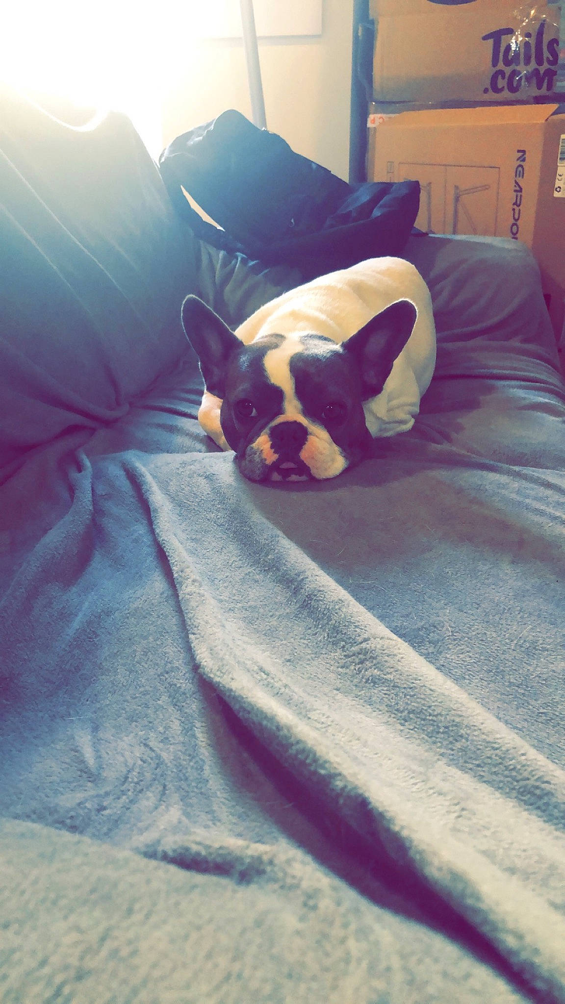 Bouly a rejoint le concours — aidez-le/la à gagner de superbes lots ! bed, carnivore, cloud, comfort, companion_dog, dog, dog_breed, ear, fawn, felidae, hardwood, human_leg, linens, snout, sporting_group, tints_and_shades, toy_dog, whiskers, wood, working_animal