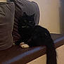 black_cat, white_paws, white_chest_patch, fluffy_cat, cat, pet, indoor, couch, leather_couch, cushions, grey_cushions, relaxed, seated, feline, animal, home, domestic, quiet, dim_lighting, resting