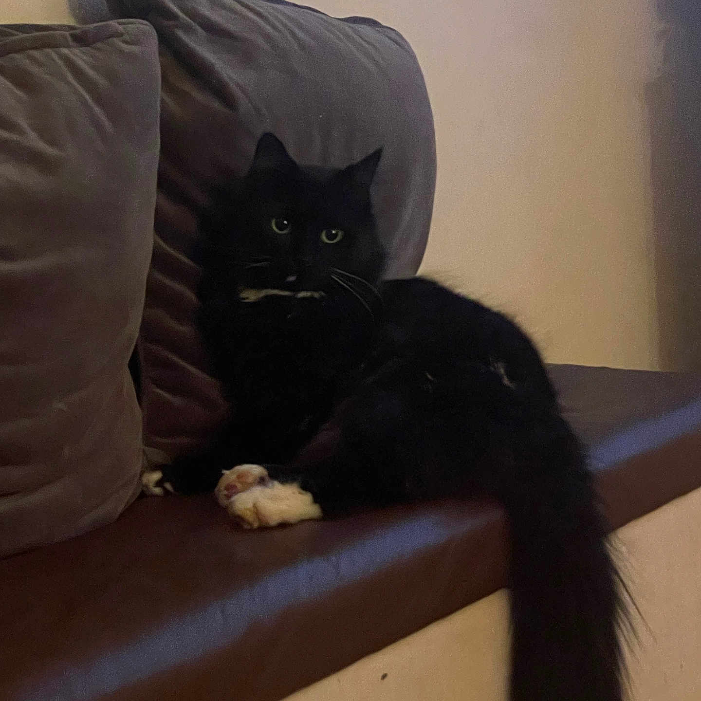 Kitty Meow joined the competition — help win amazing prizes! animal, black_cat, cat, couch, cushions, dim_lighting, domestic, feline, fluffy_cat, grey_cushions, home, indoor, leather_couch, pet, quiet, relaxed, resting, seated, white_chest_patch, white_paws