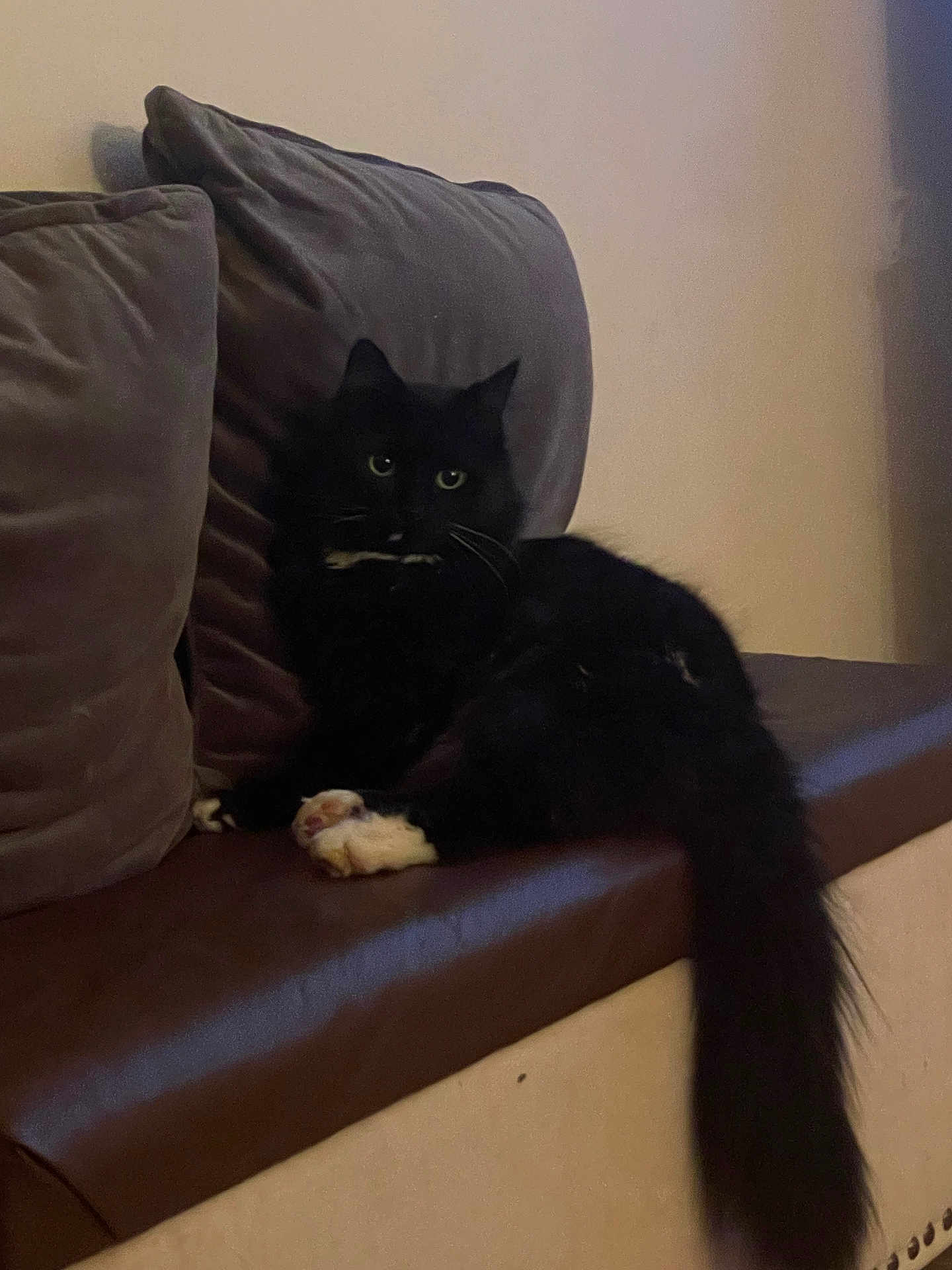 Kitty Meow joined the competition — help win amazing prizes! black_cat, white_paws, white_chest_patch, fluffy_cat, cat, pet, indoor, couch, leather_couch, cushions, grey_cushions, relaxed, seated, feline, animal, home, domestic, quiet, dim_lighting, resting