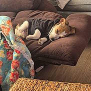 Kooper joined the competition — help win amazing prizes! blanket, brown_furniture, casual, comfort, cozy, cute, dog, floral_pattern, hoodie, indoors, living_room, pet, pillow, puppy, recliner, relaxation, resting, sleeping, small_dog, wooden_floor