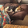 blanket, brown_furniture, casual, comfort, cozy, cute, dog, floral_pattern, hoodie, indoors, living_room, pet, pillow, puppy, recliner, relaxation, resting, sleeping, small_dog, wooden_floor