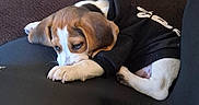 Kooper joined the competition — help win amazing prizes! animal, beagle, black_clothing, brown, comfort, couch, cute, dog, face, fur, hoodie, indoors, paw, pet, puppy, relaxing, resting, sleepy, white, young