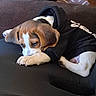 animal, beagle, black_clothing, brown, comfort, couch, cute, dog, face, fur, hoodie, indoors, paw, pet, puppy, relaxing, resting, sleepy, white, young