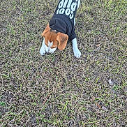 Kooper is registered to the contest to win money with this photo: beagle, brown_and_white, casual, centered_subject, close_up, dog, dog_clothing, grass, head, hoodie, investigation, lawn, outdoor, paws, pet, playful, puppy, small_dog, sniffing, texture