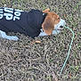 animal, beagle, brown_and_white, chewing, close_up, dog, ears, fabric, fall_leaves, grass, ground, hoodie, lawn, leash, outdoor, pet, playful, puppy, snout, young_dog