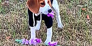 Kooper joined the competition — help win amazing prizes! beagle, brown_ears, chewing, cute, dog, ears, field, flower, grass, head, hoodie, muzzle, nature, outdoors, pet_clothing, playing, puppy, purple_flower, standing, white_markings