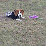 beagle, black_shirt, brown_and_white, cute, dog, flower, grass, ground, leaf, long_ears, lying_down, nature, outdoor, pet, playful, portrait, puppy, shirt_text, toy, white_paws