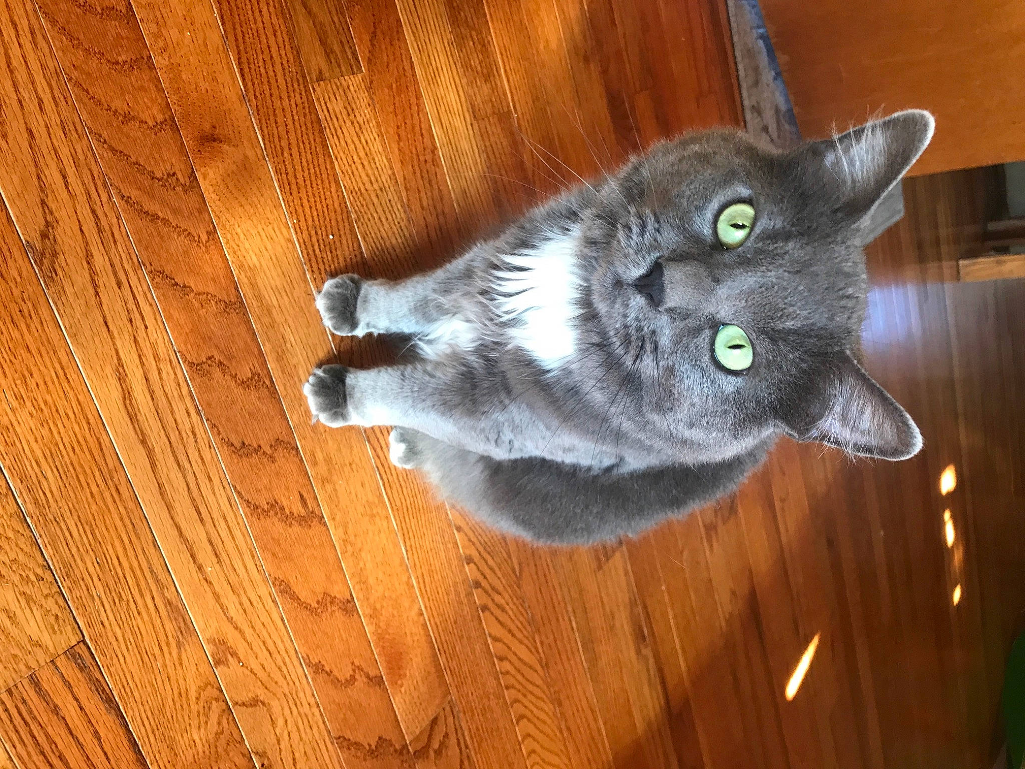 Doobie is registered to the contest to win money with this photo: british_shorthair, carnivore, cat, chartreux, felidae, fur, grey, hardwood, iris, korat, pet_supply, russian_blue, small_to_medium_sized_cats, snout, vertebrate, whiskers, wicker, wood, wood_flooring, wood_stain