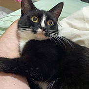 Mila is registered to the contest to win money with this photo: cat, black_and_white, pet, animal, bedroom, leg, fur, whiskers, eyes, indoor, person, skin, furniture, blanket, curious, cute, domestic, resting, claw, closeup