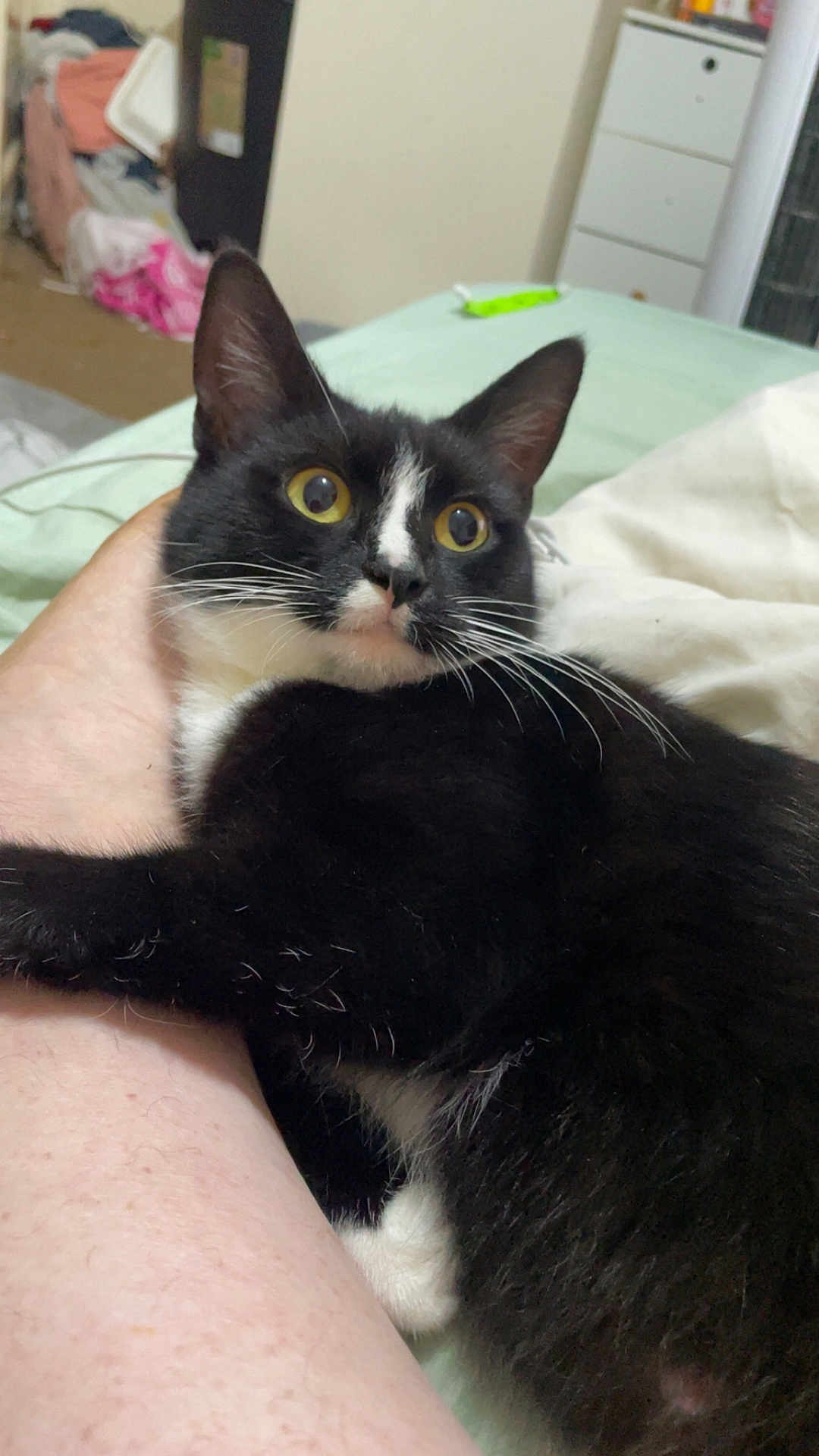 Mila is registered to the contest to win money with this photo: cat, black_and_white, pet, animal, bedroom, leg, fur, whiskers, eyes, indoor, person, skin, furniture, blanket, curious, cute, domestic, resting, claw, closeup