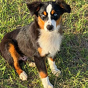 Oakley is registered to the contest to win money with this photo: dog, puppy, grass, outdoor, tricolor, blue_eyes, fur, animal, pet, sitting, sunlight, nature, mammal, canine, cute, young, alert, ears, nose, whiskers