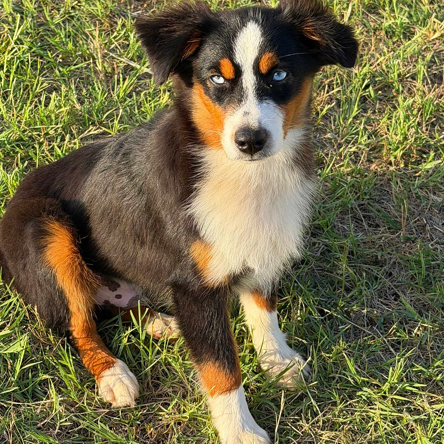 Oakley is registered to the contest to win money with this photo: dog, puppy, grass, outdoor, tricolor, blue_eyes, fur, animal, pet, sitting, sunlight, nature, mammal, canine, cute, young, alert, ears, nose, whiskers