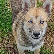 Abby participe au concours pour gagner de l'argent avec cette photo : dog, puppy, blue_eyes, fur, ears, grass, outdoor, animal, pet, canine, nature, alert, young, standing, brown_fur, white_fur, gray_fur, close_up, portrait, ground