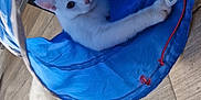Youno participe au concours pour gagner de l'argent avec cette photo : abyssinian, accessories, angora, animal, bag, basket, bed, cat, clothing, coat, furniture, hardwood, hat, kitten, manx, pet, siamese, strap, toy, wood