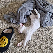 Youno participe au concours pour gagner de l'argent avec cette photo : animal, blanket, canine, cat, clothing, dog, homedecor, hosiery, hound, indoors, kitten, laundry, person, pet, puppy, quilt, rug, sleeping, sock, towel