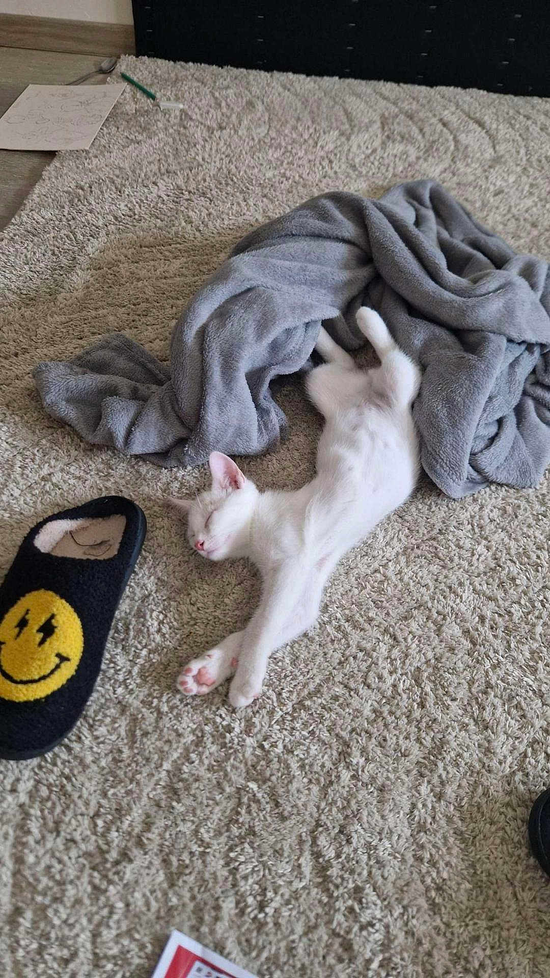 Youno participe au concours pour gagner de l'argent avec cette photo : animal, blanket, canine, cat, clothing, dog, homedecor, hosiery, hound, indoors, kitten, laundry, person, pet, puppy, quilt, rug, sleeping, sock, towel