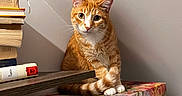 Carrot joined the competition — help win amazing prizes! animal, books, box, cat, cozy, curious, feline, floral_pattern, home, indoor, orange_tabby, paws, pet, portrait, shadow, sitting, stack, tail, wall, whiskers