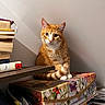 Carrot joined the competition — help win amazing prizes! cat, orange_tabby, animal, pet, indoor, box, floral_pattern, books, stack, curious, sitting, feline, whiskers, paws, tail, wall, shadow, cozy, home, portrait