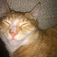 Carrot is registered to the contest to win money with this photo: cat, ginger_cat, close_up, sleeping, relaxed, pet, animal, feline, whiskers, ears, nose, fur, indoor, texture, cozy, resting, cute, content, portrait, face