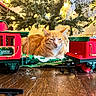 Carrot is registered to the contest to win money with this photo: cat, orange_tabby, christmas_tree, holiday_lights, toy_train, express_train, north_pole, wooden_floor, festive, indoor, pet, relaxed, decorations, greenery, closeup, seasonal, cozy, feline, ornaments, lighting