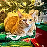 cat, orange_tabby, christmas_tree, christmas_lights, holiday_decorations, tree_skirt, festive, toy_train, indoor, pet, feline, decor, relaxed, animal, closeup, wooden_floor, ornament, cozy, seasonal, green