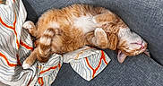 Carrot joined the competition — help win amazing prizes! cat, orange_cat, white_cat, sleeping, nap, couch, furniture, blanket, patterned_blanket, cozy, indoor, pet, fur, whiskers, relaxed, domestic_cat, tail, paw, cute, resting