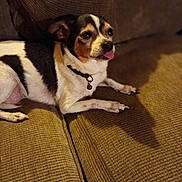 Prancer is registered to the contest to win money with this photo: dog, puppy, pet, canine, tri_color, small_dog, tongue_out, lying_down, couch, sofa, indoor, home, collar, bell, brown, white, black, cute, portrait, relaxed