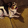 dog, puppy, pet, canine, tri_color, small_dog, tongue_out, lying_down, couch, sofa, indoor, home, collar, bell, brown, white, black, cute, portrait, relaxed