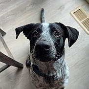 Waylon joined the competition — help win amazing prizes! dog, black_and_white, speckled_coat, indoor, wooden_floor, window, curious, pet, animal, ears, nose, collar, floor_vent, chair_leg, tail, looking_up, close_up, domestic, companion, two_dogs