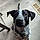 Waylon