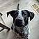 Waylon
