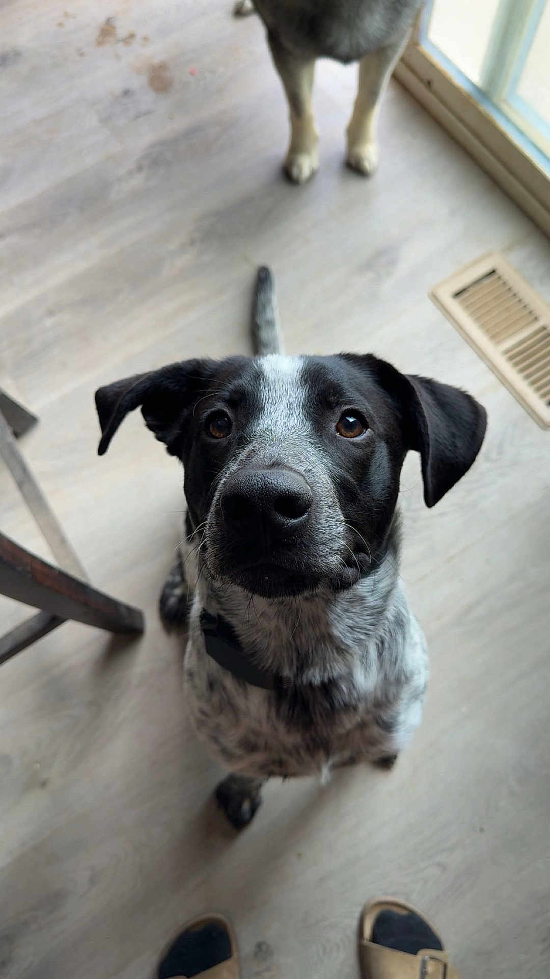 Waylon