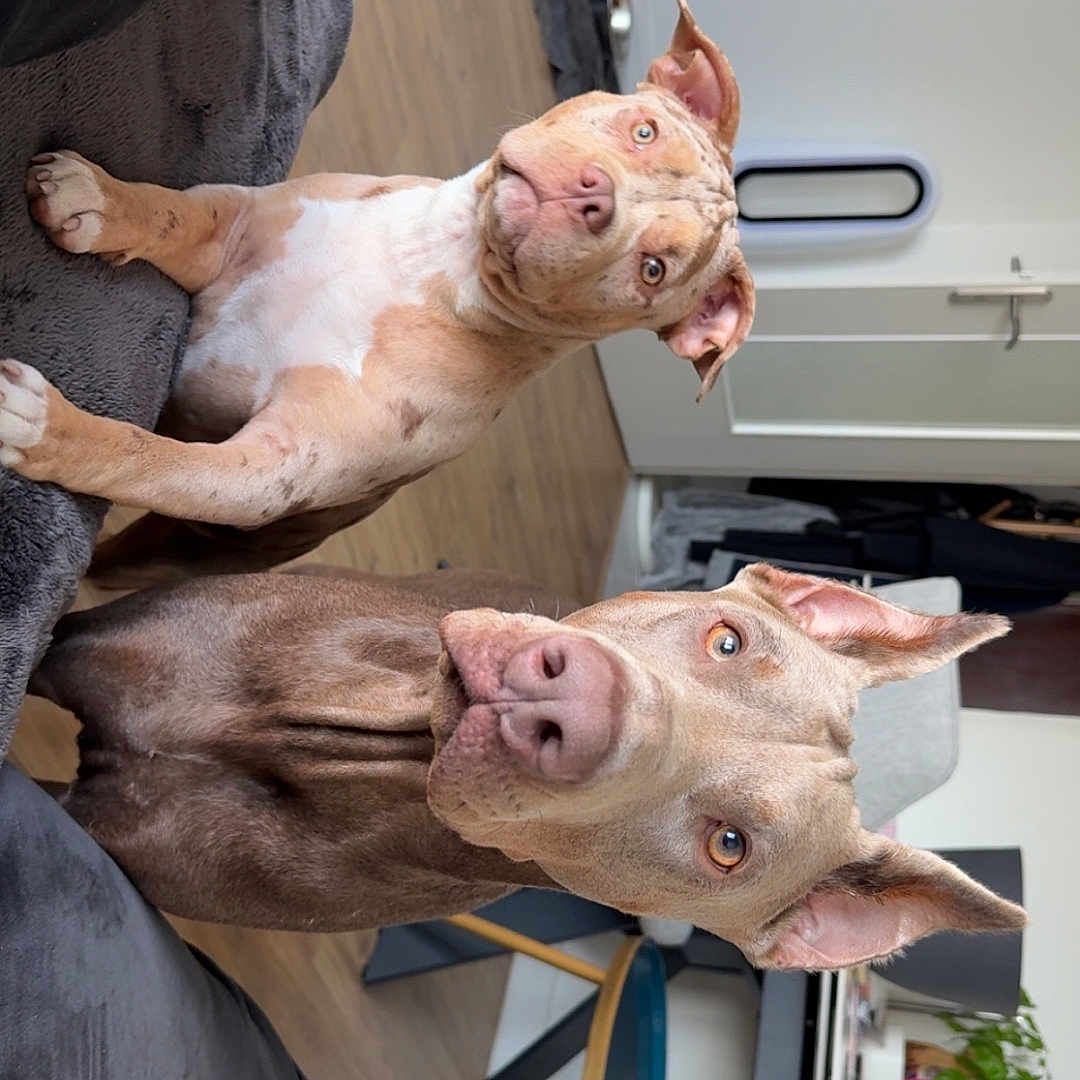 Zeus Et Athena a rejoint le concours — aidez-le/la à gagner de superbes lots ! blanket, brown_dog, chair, couch, cozy, curious, dog, door, ears, eyes, floor, furniture, home, indoor, living_room, pets, plant, relaxed, table, wood_floor