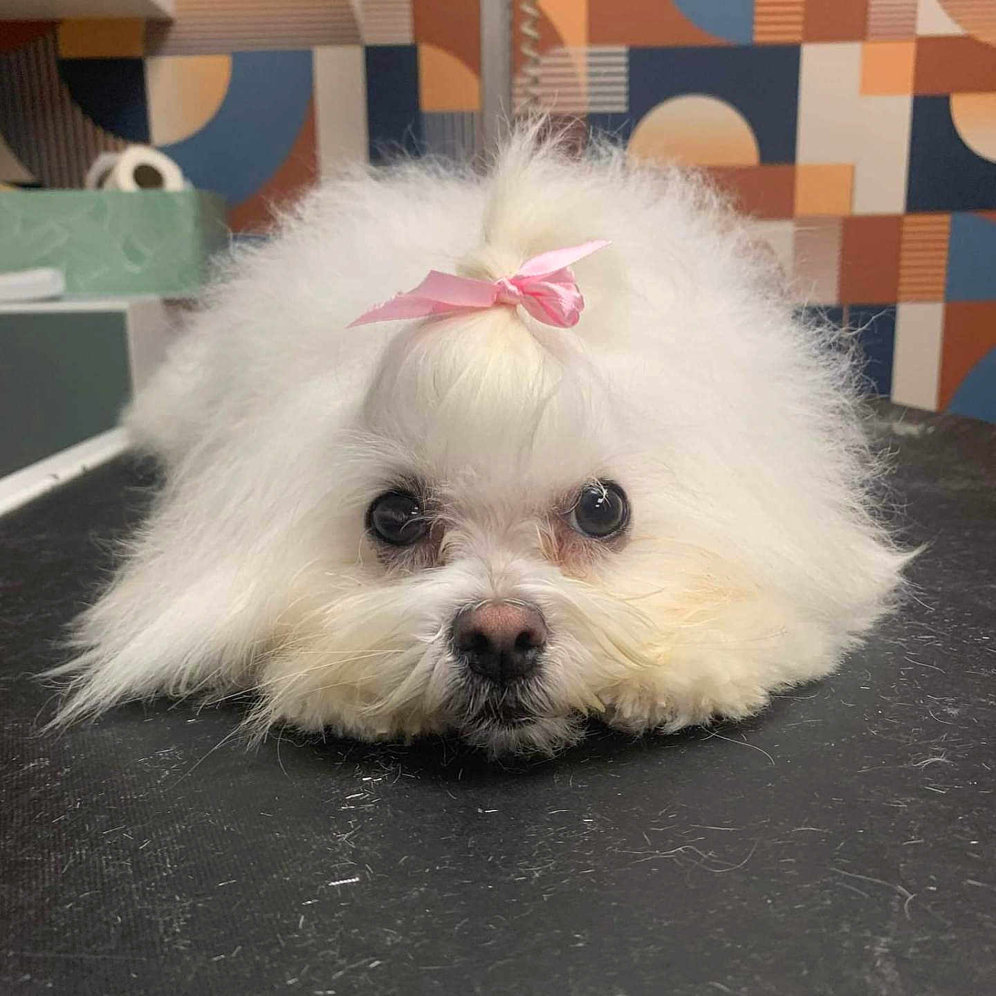 Shanny a rejoint le concours — aidez-le/la à gagner de superbes lots ! affenpinscher, angora, animal, bison, canine, cat, dog, eskimodog, face, head, indoors, kitten, person, pet, photography, poodle, portrait, puppy, terrier, whitedog