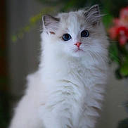 Gigi joined the competition — help win amazing prizes! animal, blue_eyes, cat, curious, cute, ears, feline, fluffy, indoors, kitten, nature_background, pet, portrait, sitting, small, soft_light, whiskers, white, wooden_surface, young
